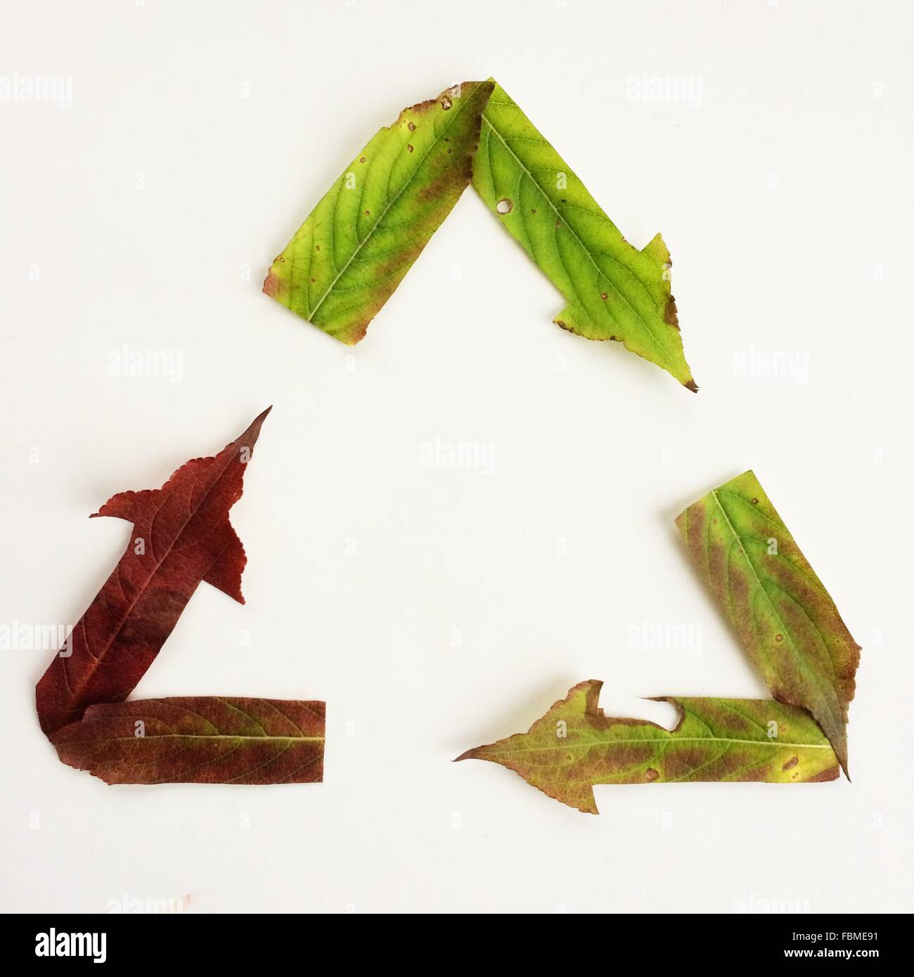 Recycling-Symbol ab Herbst Blätter Stockfoto