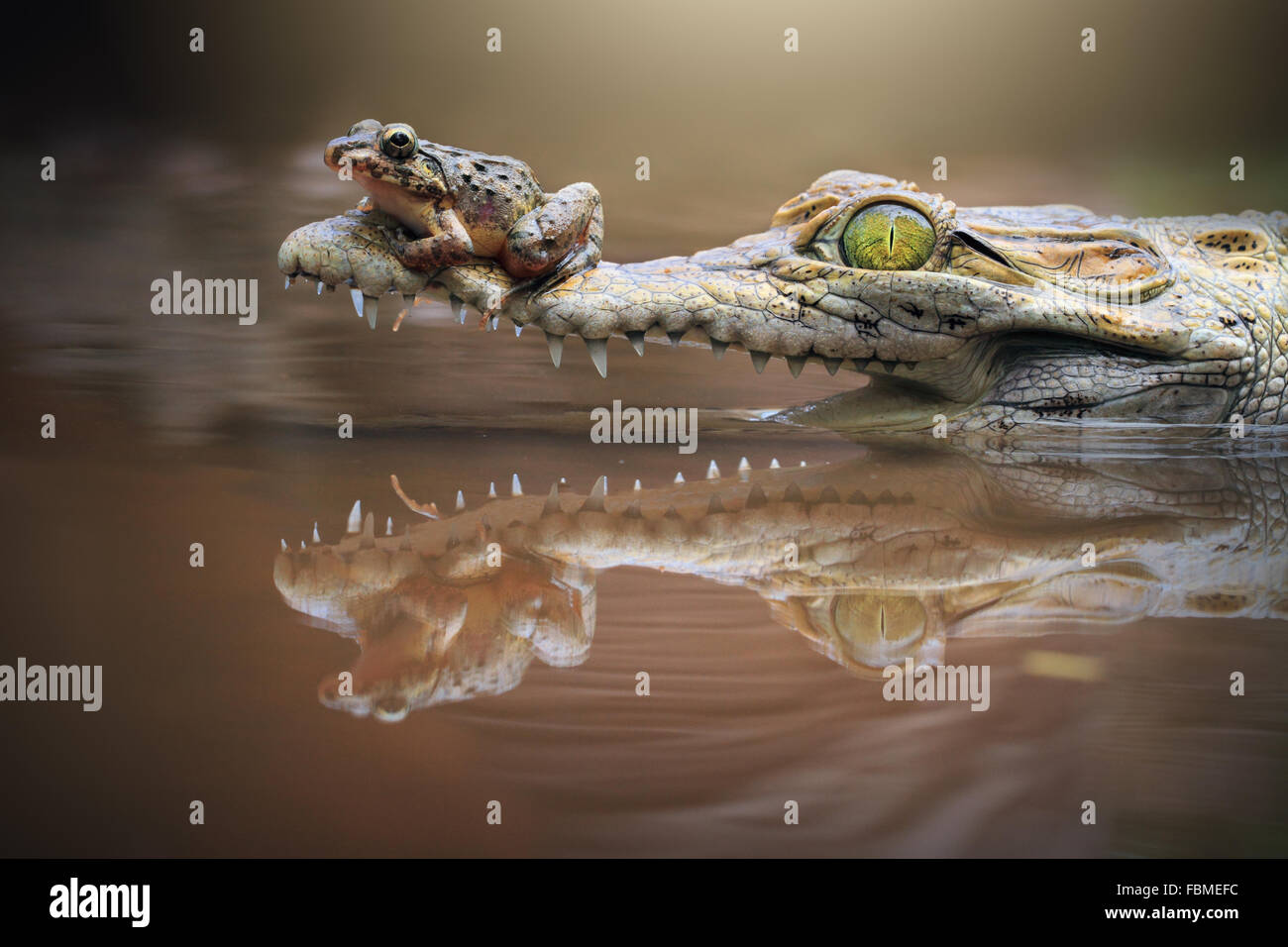 Frosch sitzt auf einem Krokodil-Schnauze, Riau-Inseln, Indonesien Stockfoto
