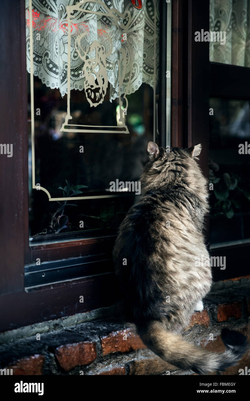 Katze, Blick durch ein Fenster Stockfoto