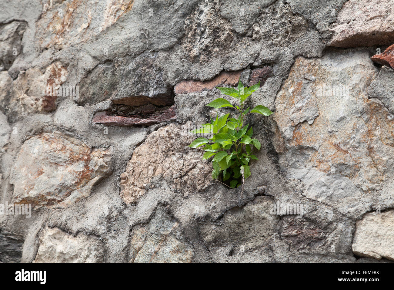 Junge Pflanze wächst auf einer alten Steinmauer Stockfoto Junge Pflanze wächst auf einer alten Steinmauer Stockfoto