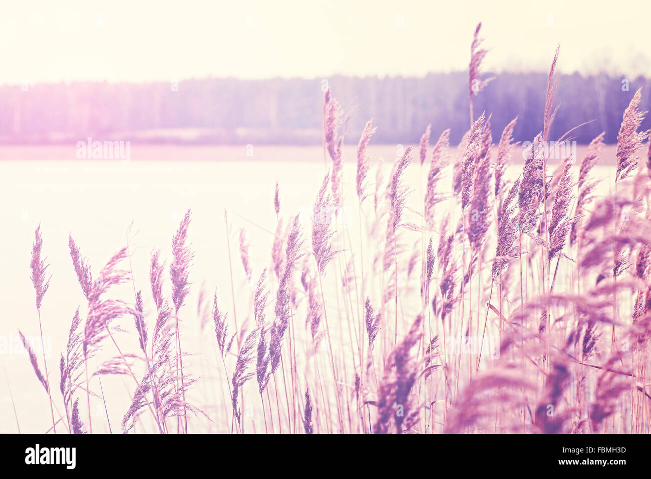 Vintage getönten Reed durch einen See, Natur Hintergrund, geringe Schärfentiefe. Stockfoto
