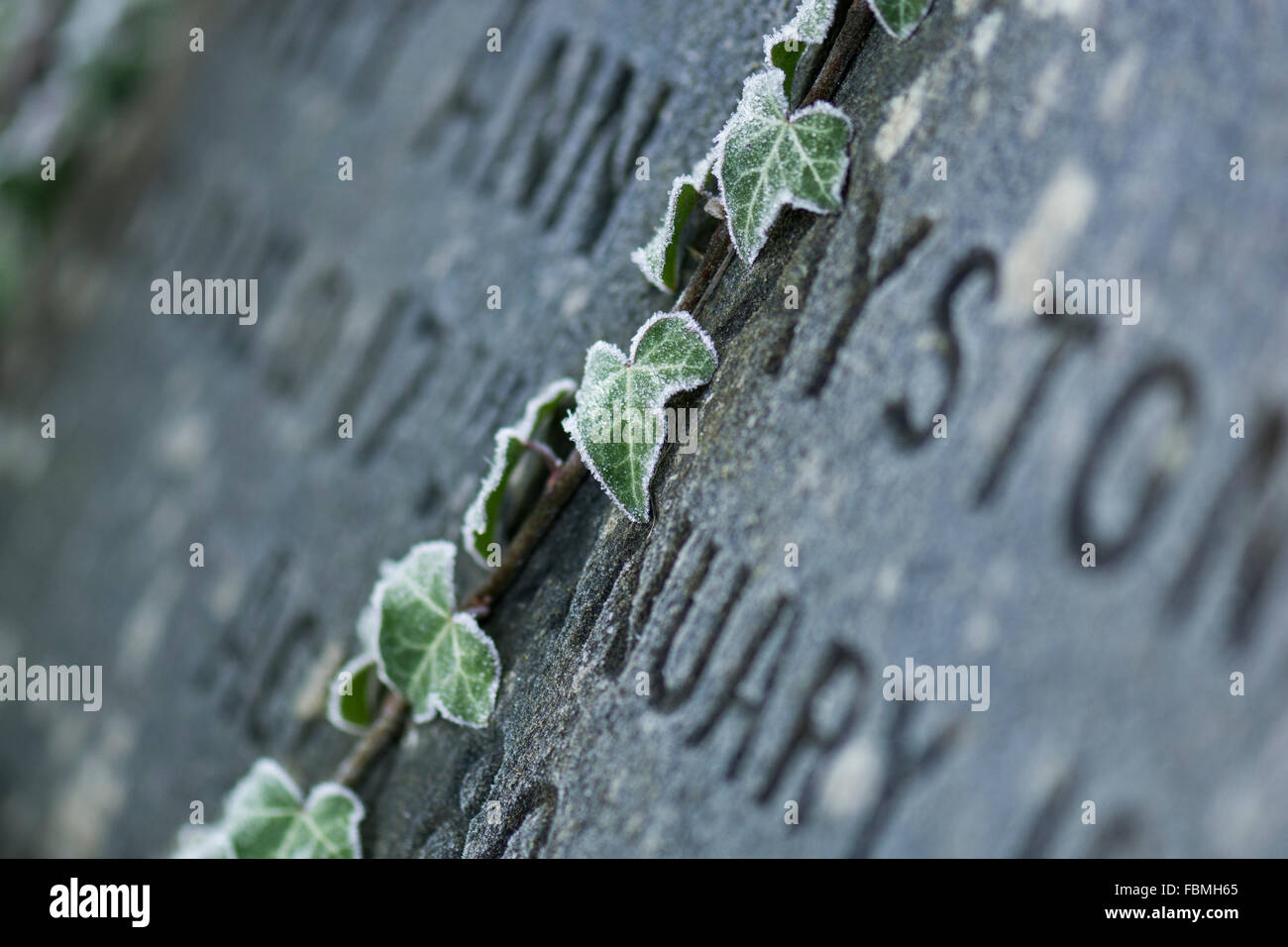 Efeu wächst auf einem Grabstein in einem Friedhof an einem frostigen Wintermorgen, neues Leben unter den Gräbern. Stockfoto