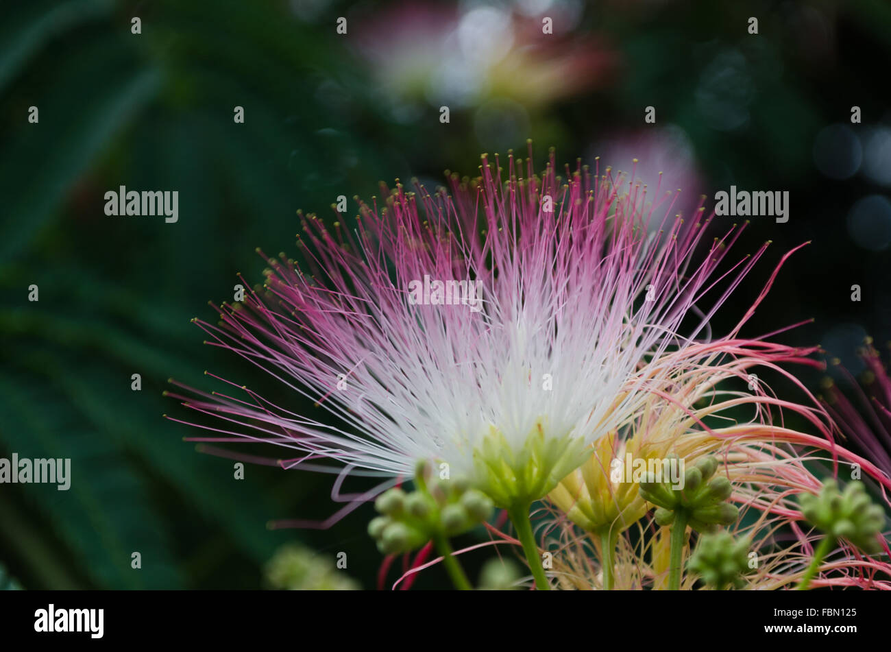 Persischer Silk Baum Blüte Stockfoto
