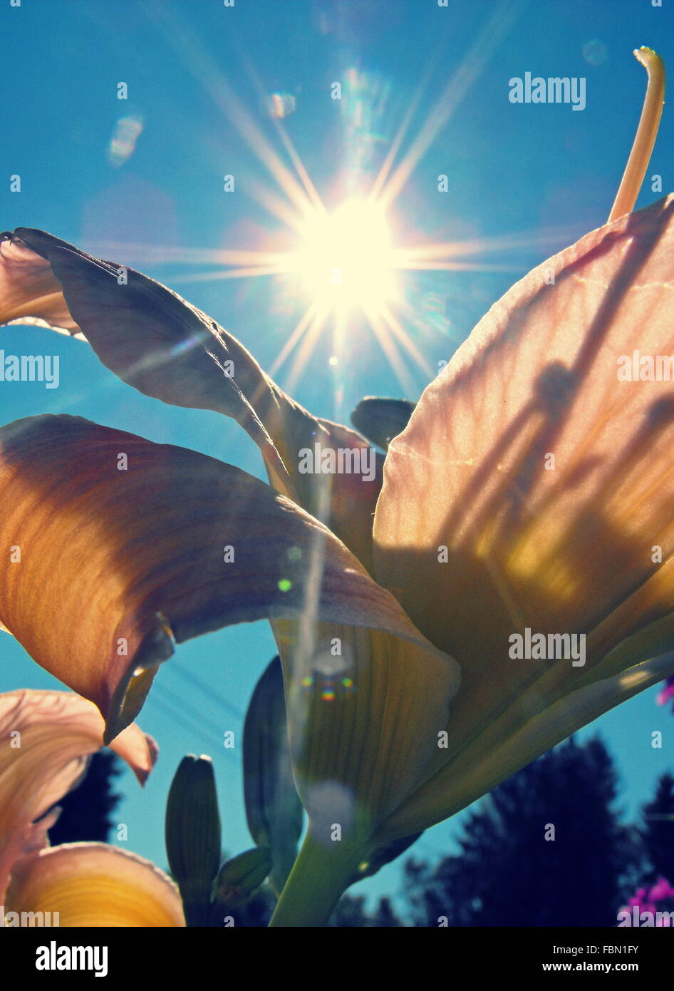 Nahaufnahme der Taglilie gegen Bright Sun Stockfoto