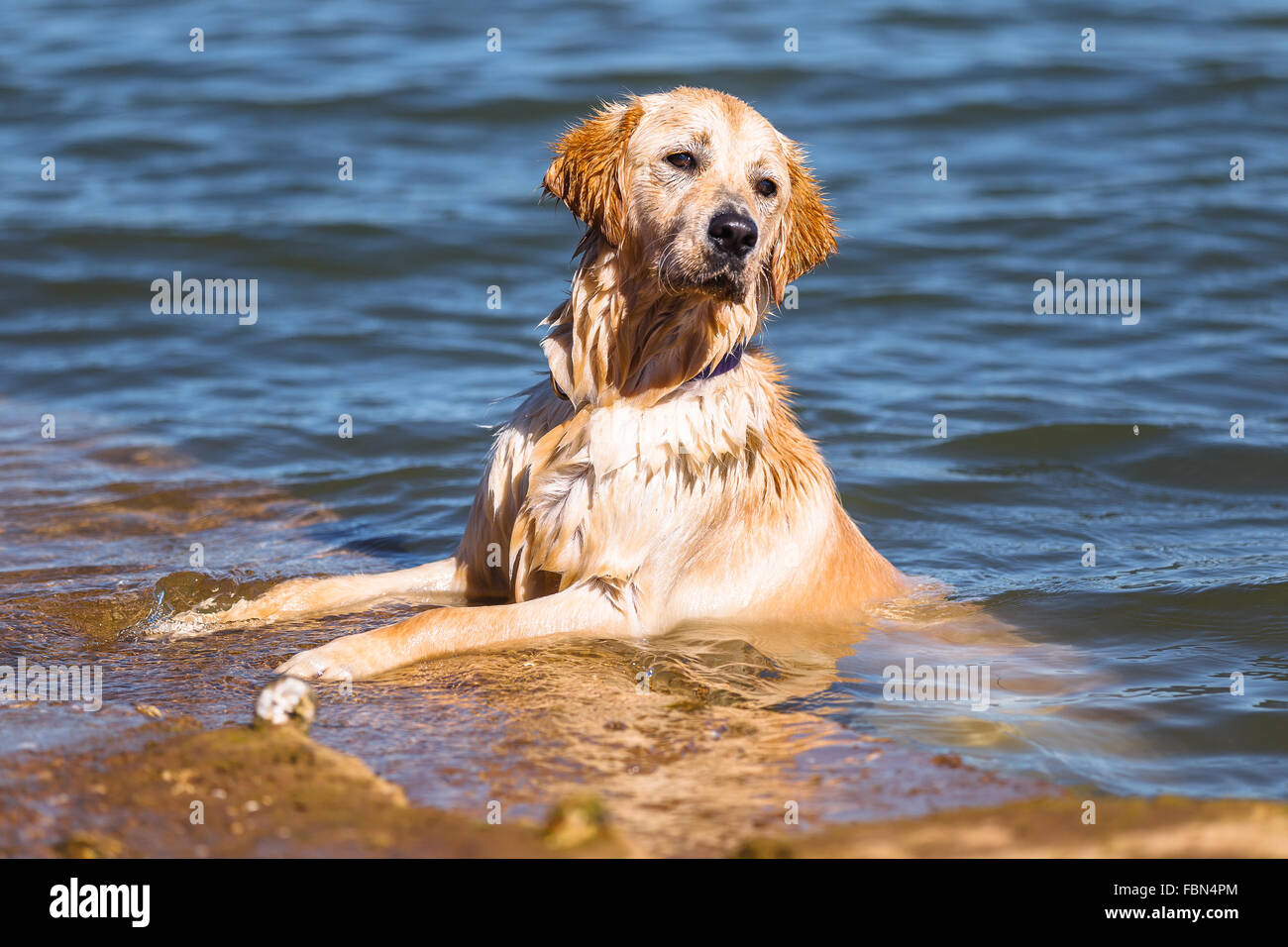 Ein golden Retriever Hund im Wasser. Punta Parayas, Maliaño, Camargo, Kantabrien, Spanien. Stockfoto