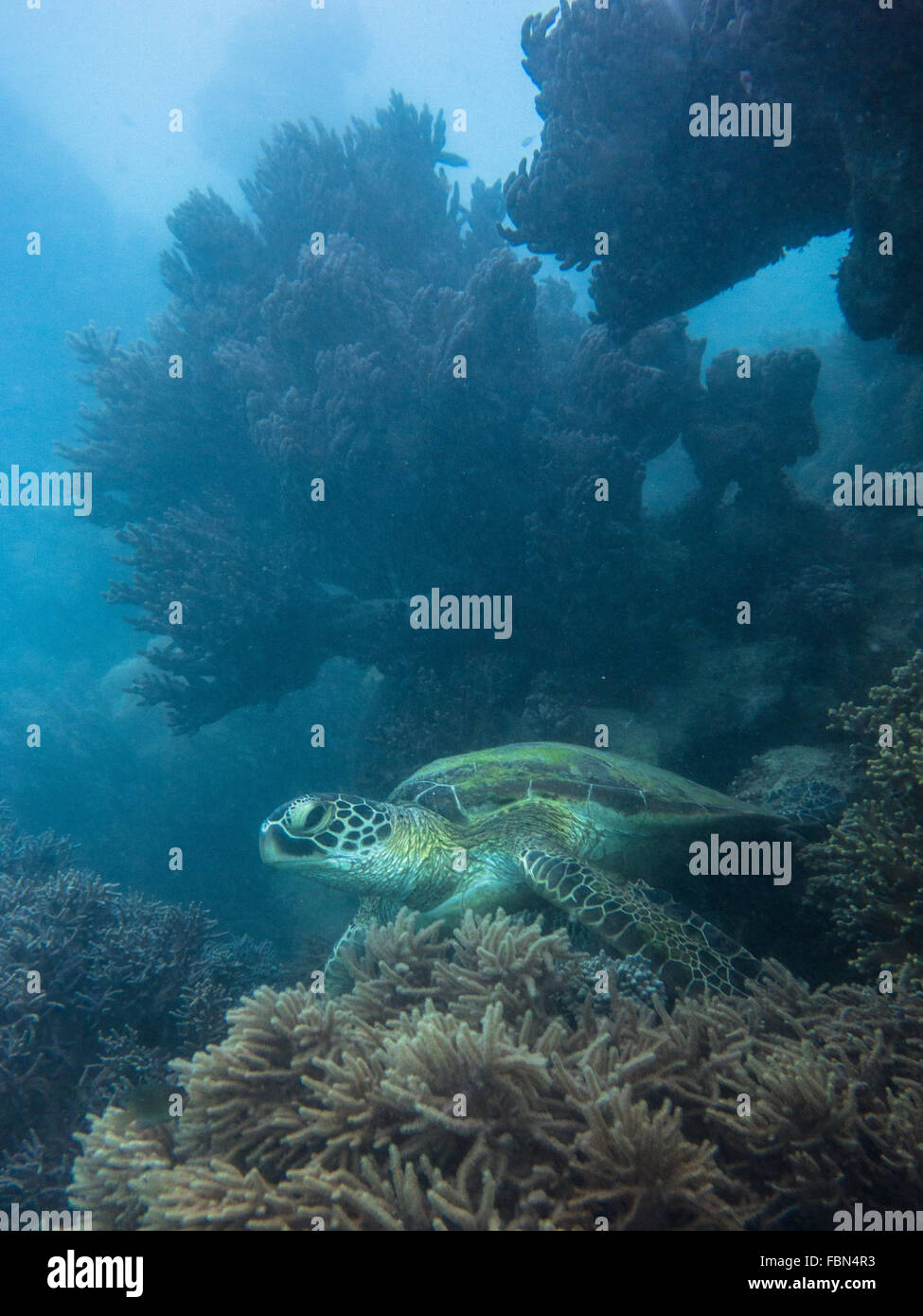 Korallen und grüne Meeresschildkröte (Chelonia Mydas) Stockfoto