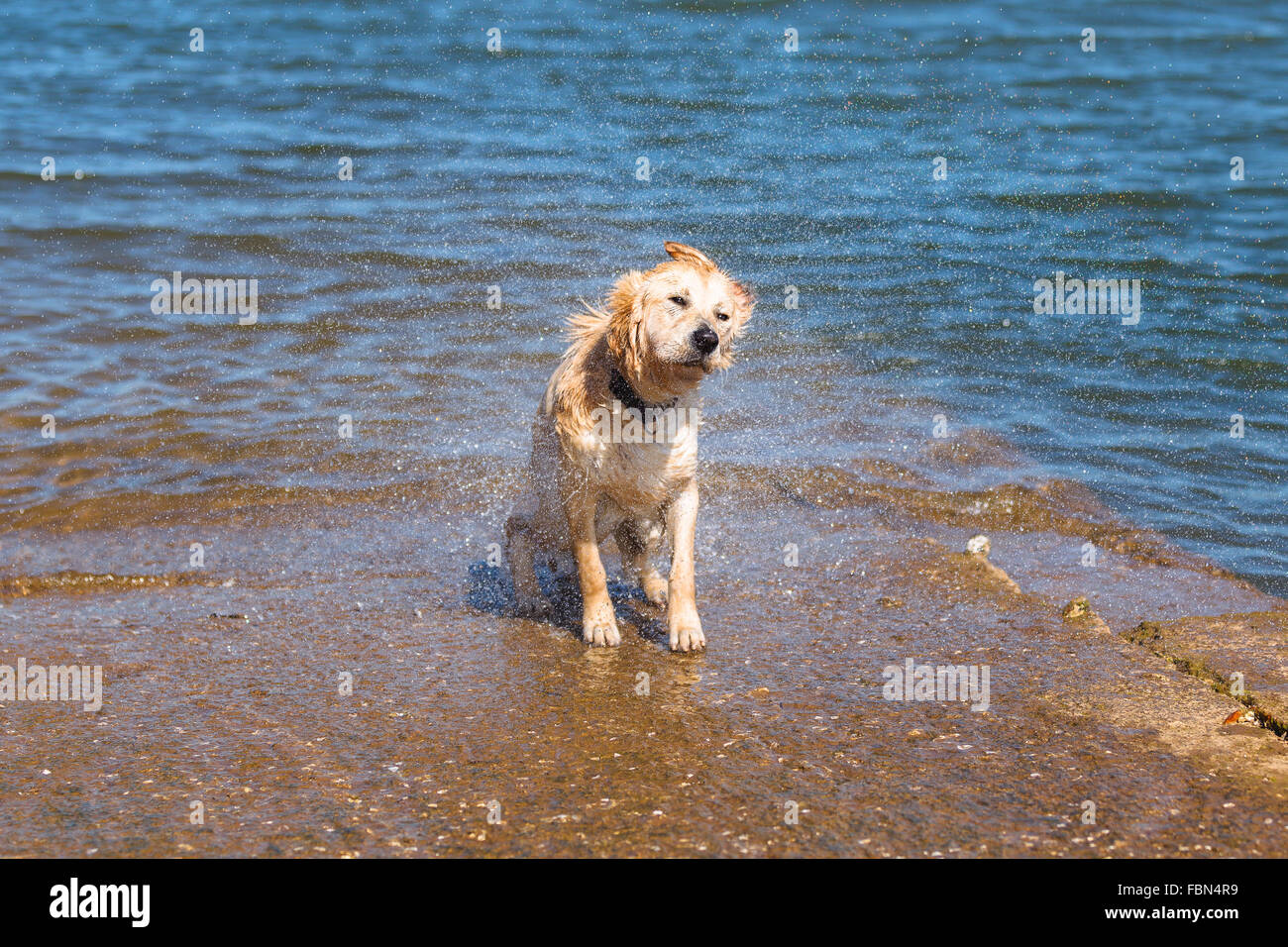 Ein golden Retriever Hund im Wasser. Punta Parayas, Maliaño, Camargo, Kantabrien, Spanien. Stockfoto