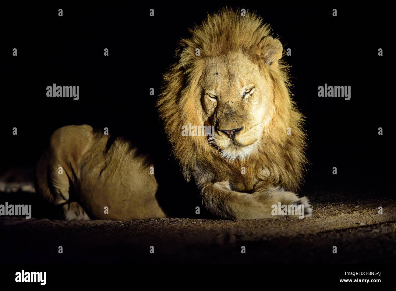 Prächtigen männlichen Löwen in der Nacht Stockfoto