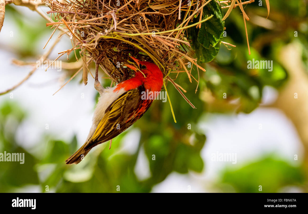 Red Headed Webervogel bauen ihr nest Stockfoto