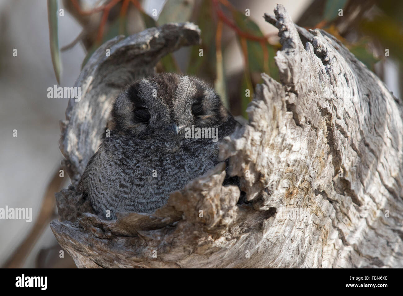 Australische Owlet-Ziegenmelker (Aegotheles Cristatus) am Eingang der nesthole Stockfoto