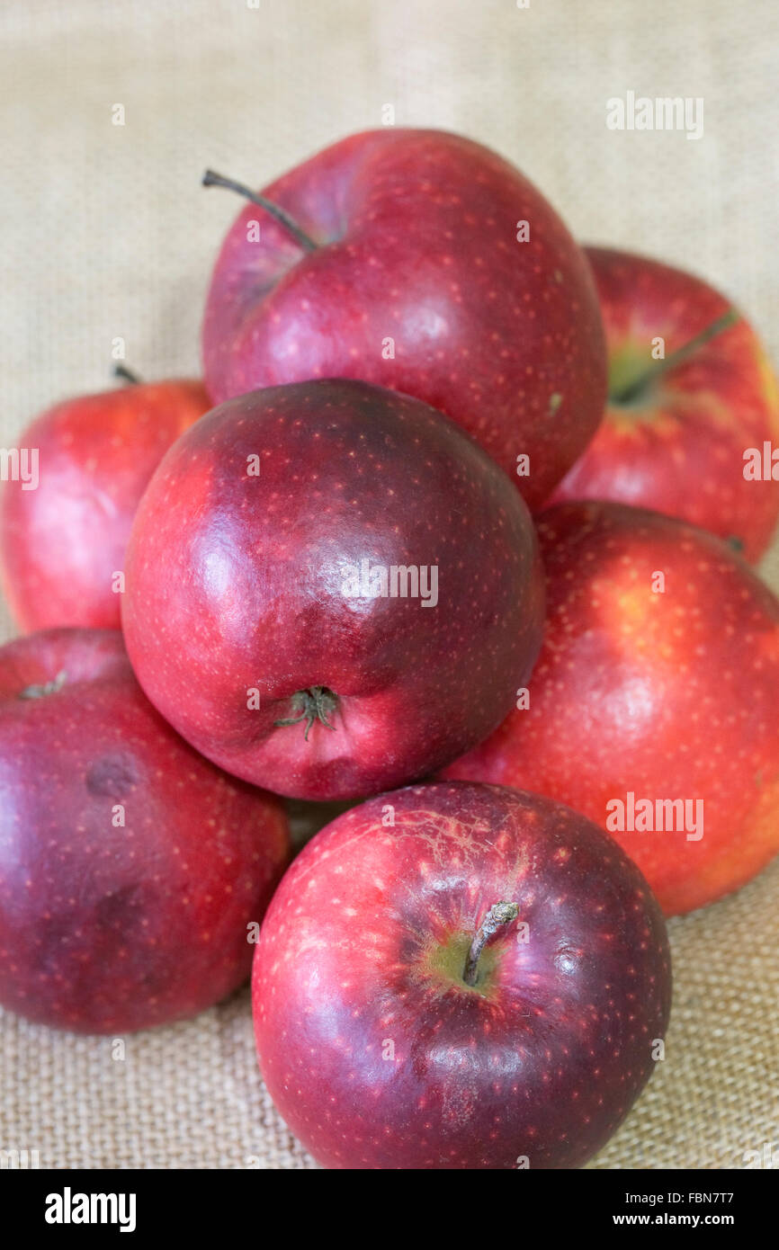 Malus Gesinde. Ein Haufen großer roter Äpfel Entsaften. Stockfoto