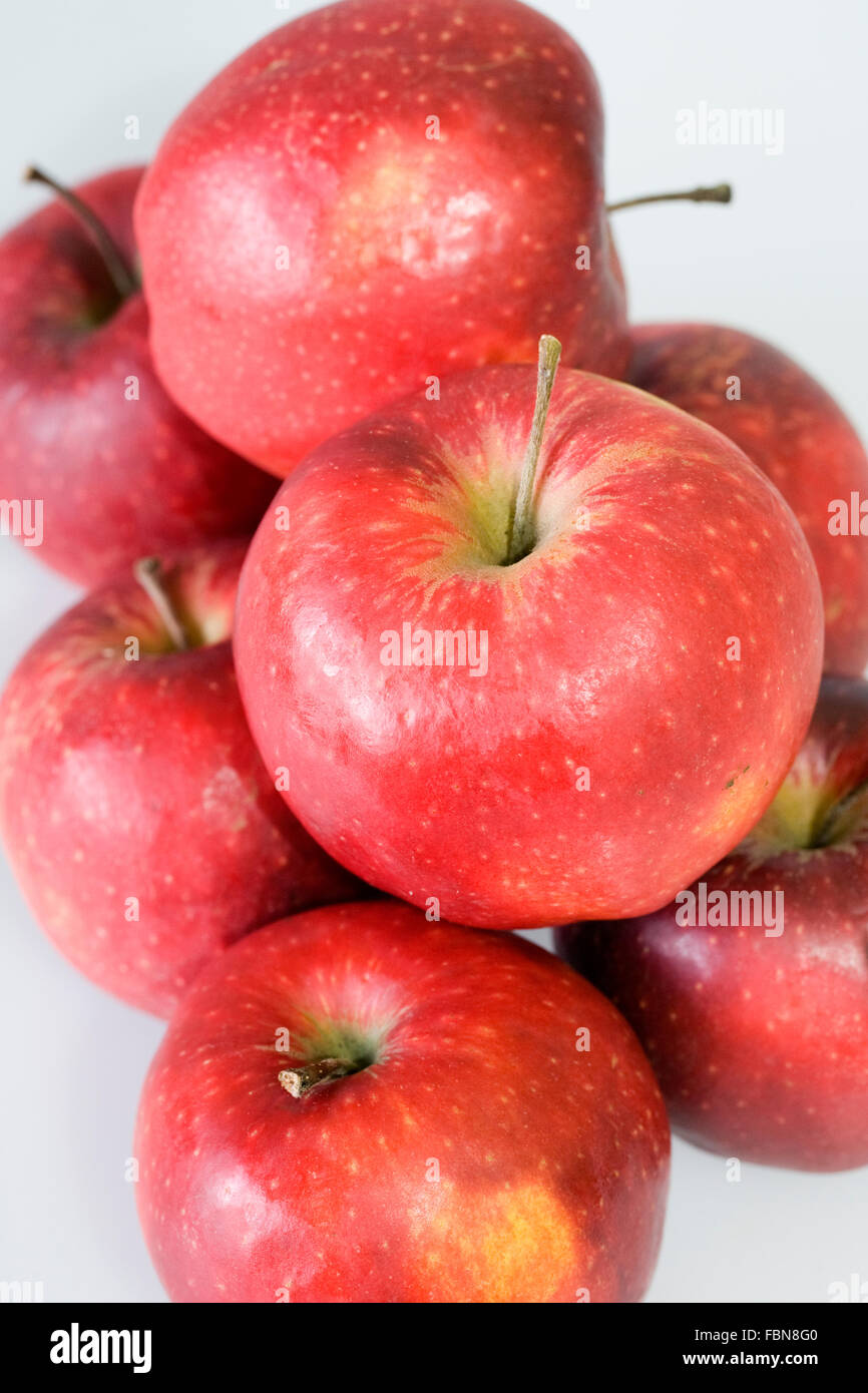 Malus Gesinde. Ein Haufen großer roter Äpfel Entsaften Stockfotografie -  Alamy