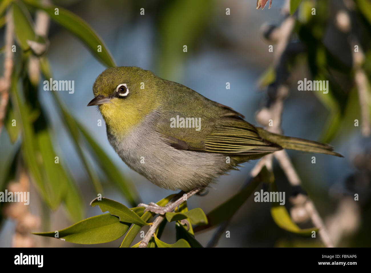 Zosterops lateralis lateralis Fotos und Bildmaterial in hoher