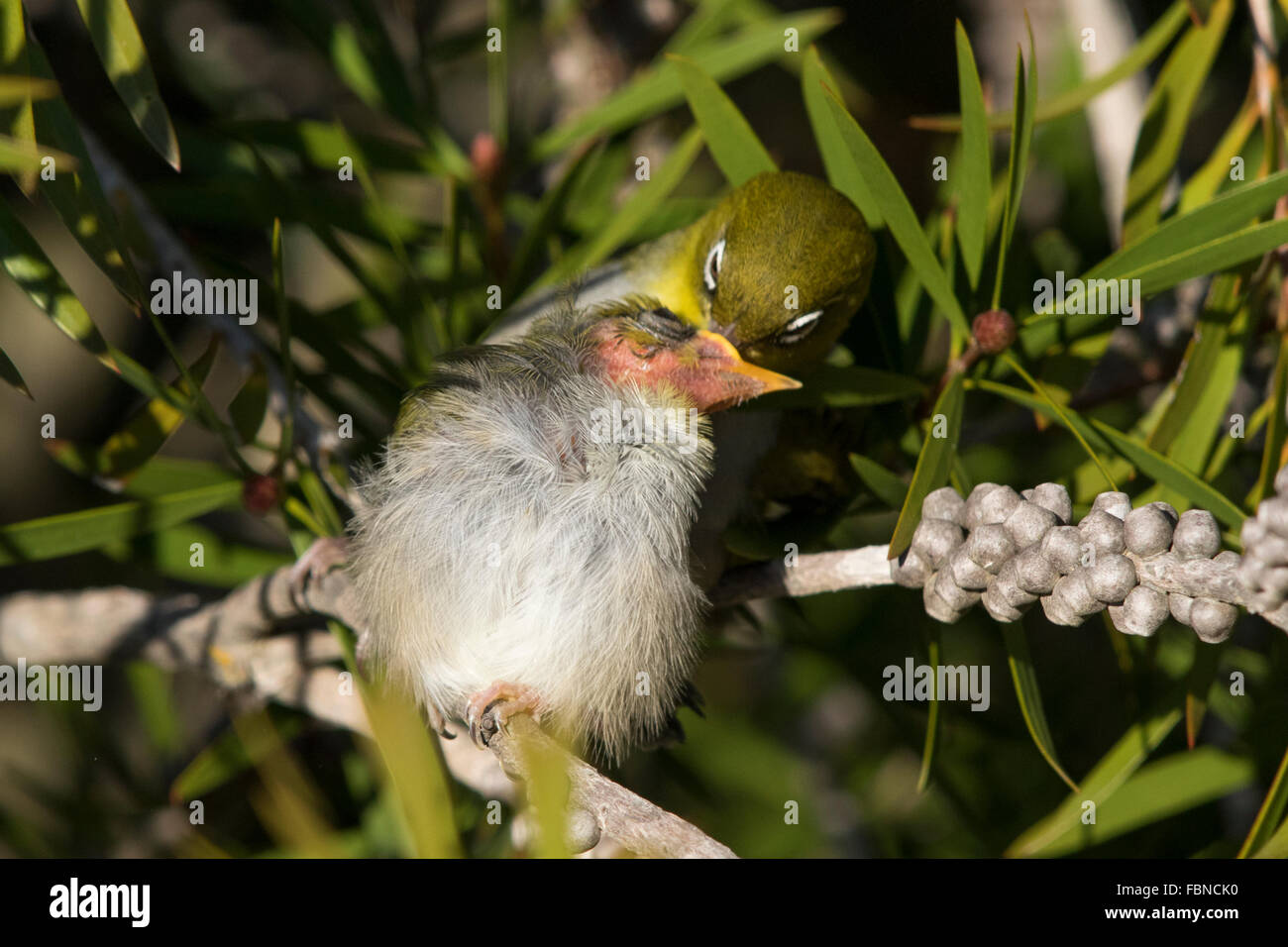 Pazifik (Zosterops Lateralis) Fütterung der Küken Stockfoto