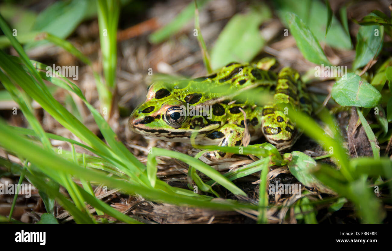 Fleckige grüne nördlichen Leopard Grasfrosch. Stockfoto