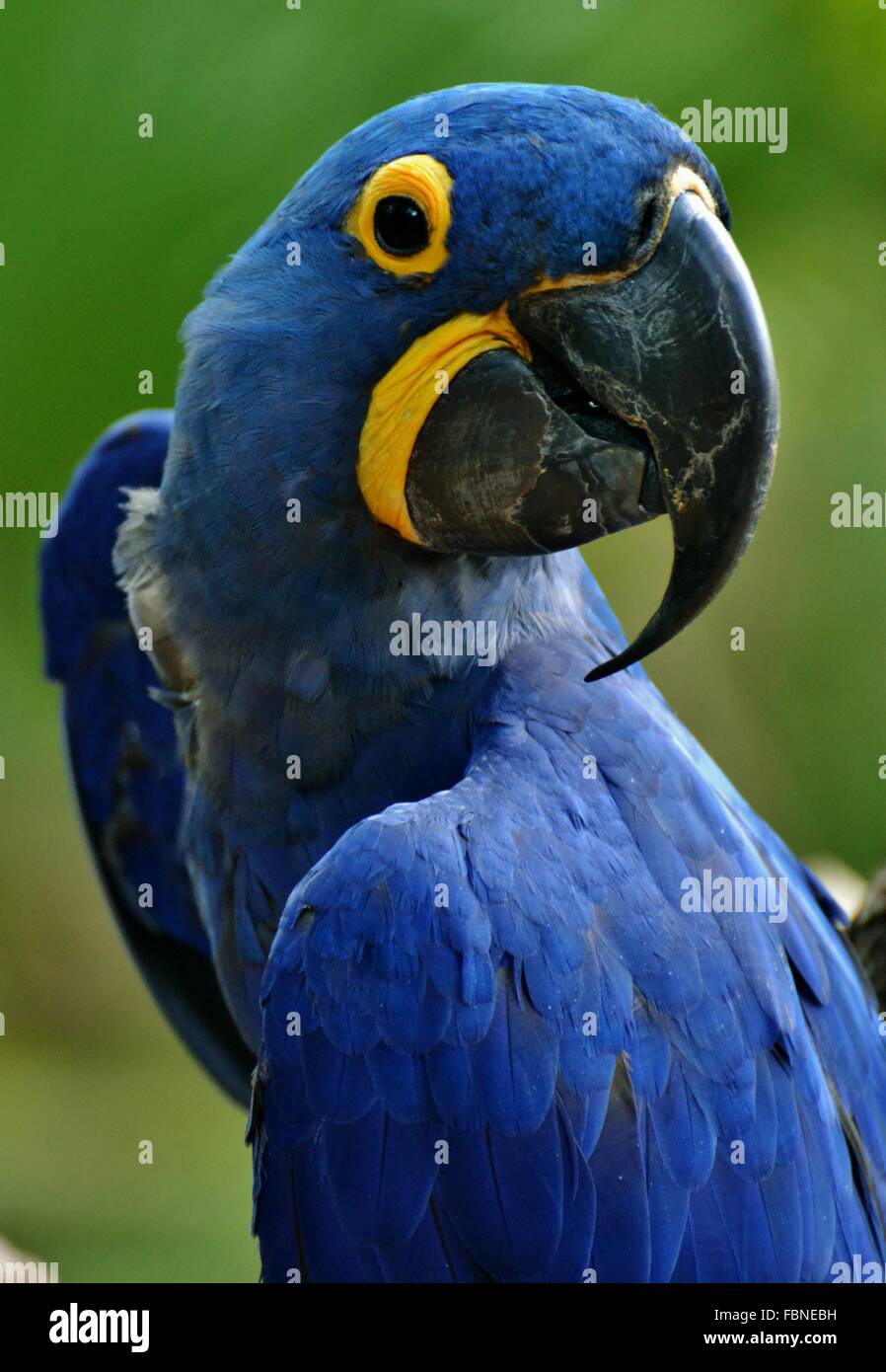 Hyazinth-Ara (Anodorhynchus Hyacinthinus), oder sieht Ara ist eine blaue Papagei native in Südamerika-Amazonas-Dschungel. Stockfoto