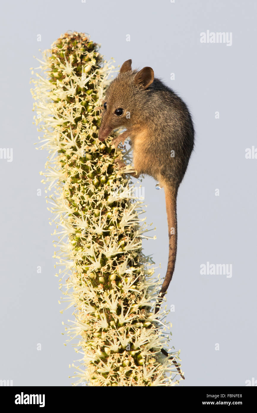 Honig-Possum (Tarsipes Rostratus) Fütterung auf Grasbaum (Xanthorrhoea Australis) Blumen Stockfoto