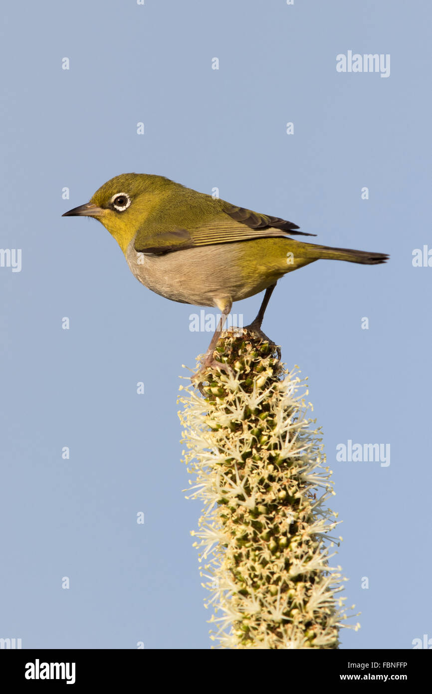 Pazifik (Zosterops Lateralis) thront auf einem Blütenstand Austral Grasbaum (Xanthorrhoea Australis) in SW-Australien Stockfoto