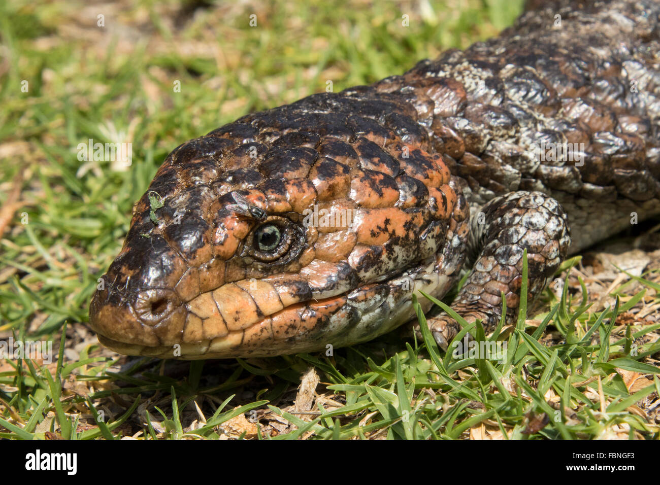 Shingleback (Tiliqua Rugosa) Stockfoto