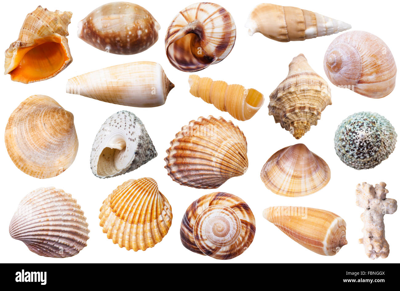 Reihe von verschiedenen Muschelschalen isoliert auf weißem Hintergrund ...