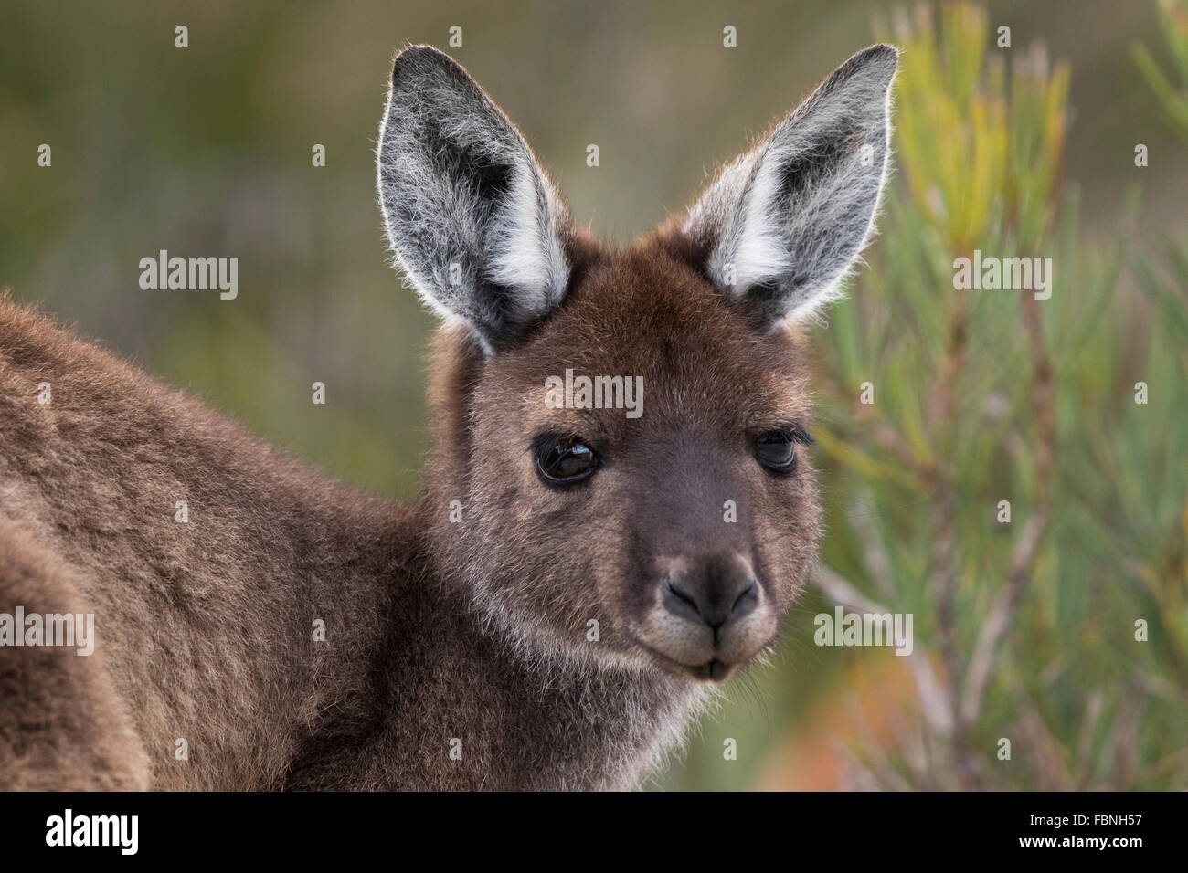 Kopfschuss von einem weiblichen Western Grey Känguru (Macropus Fuliginosus) Stockfoto