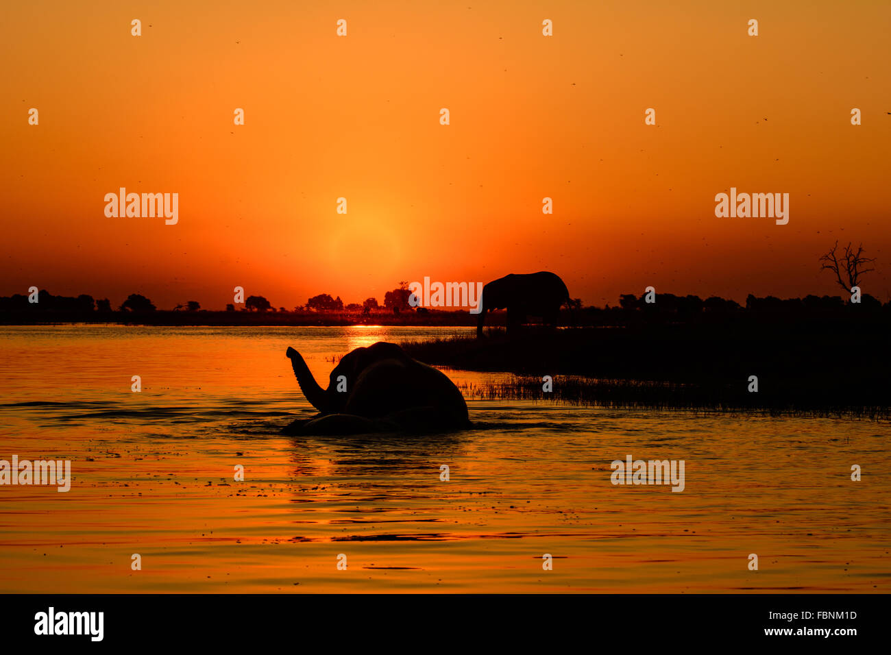 Safari-Sonnenuntergang auf dem Chobe Fluss Stockfoto