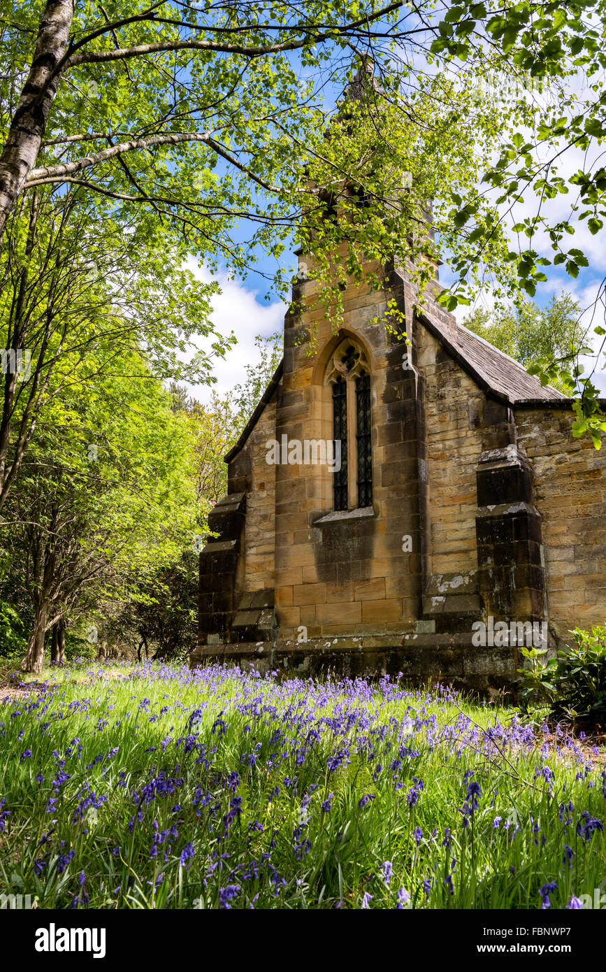 Frühling-Glockenblumen vor St. Mary Magdalene Kirche Osten Moors, in der Nähe von Kuhstall Bank, Bransdale Stockfoto