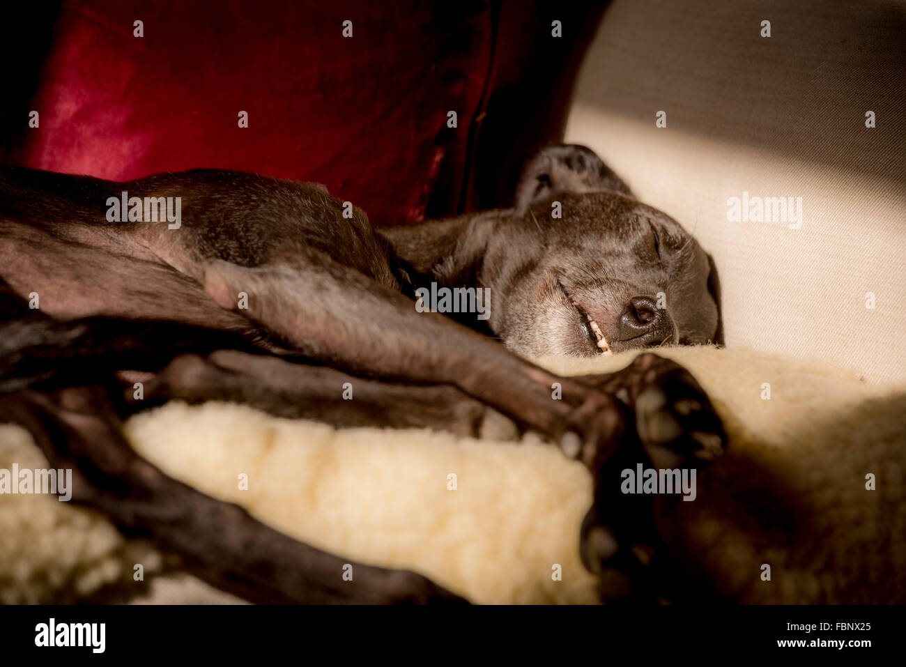 Whippet-genießen ihren Urlaub im Hotel Whippet in West Sussex, UK. Ein Hund verschiebt sich auf dem Sofa. Stockfoto