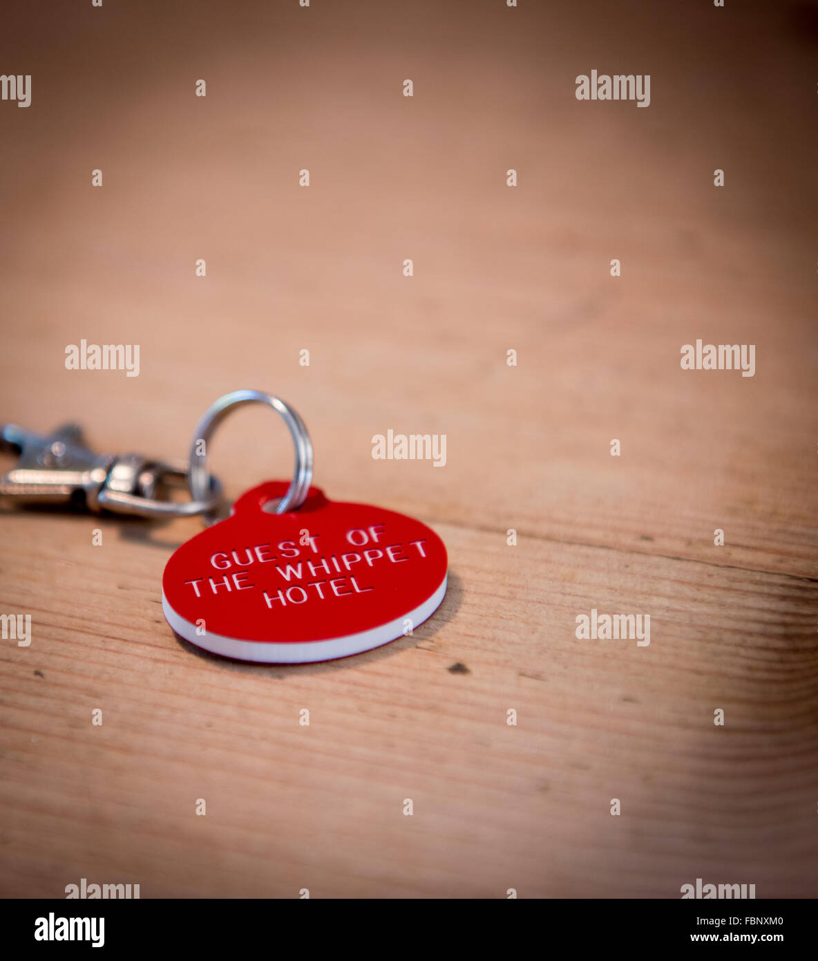 Whippet-genießen ihren Urlaub im Hotel Whippet in West Sussex, UK. Personalisierte Namensschilder. Stockfoto