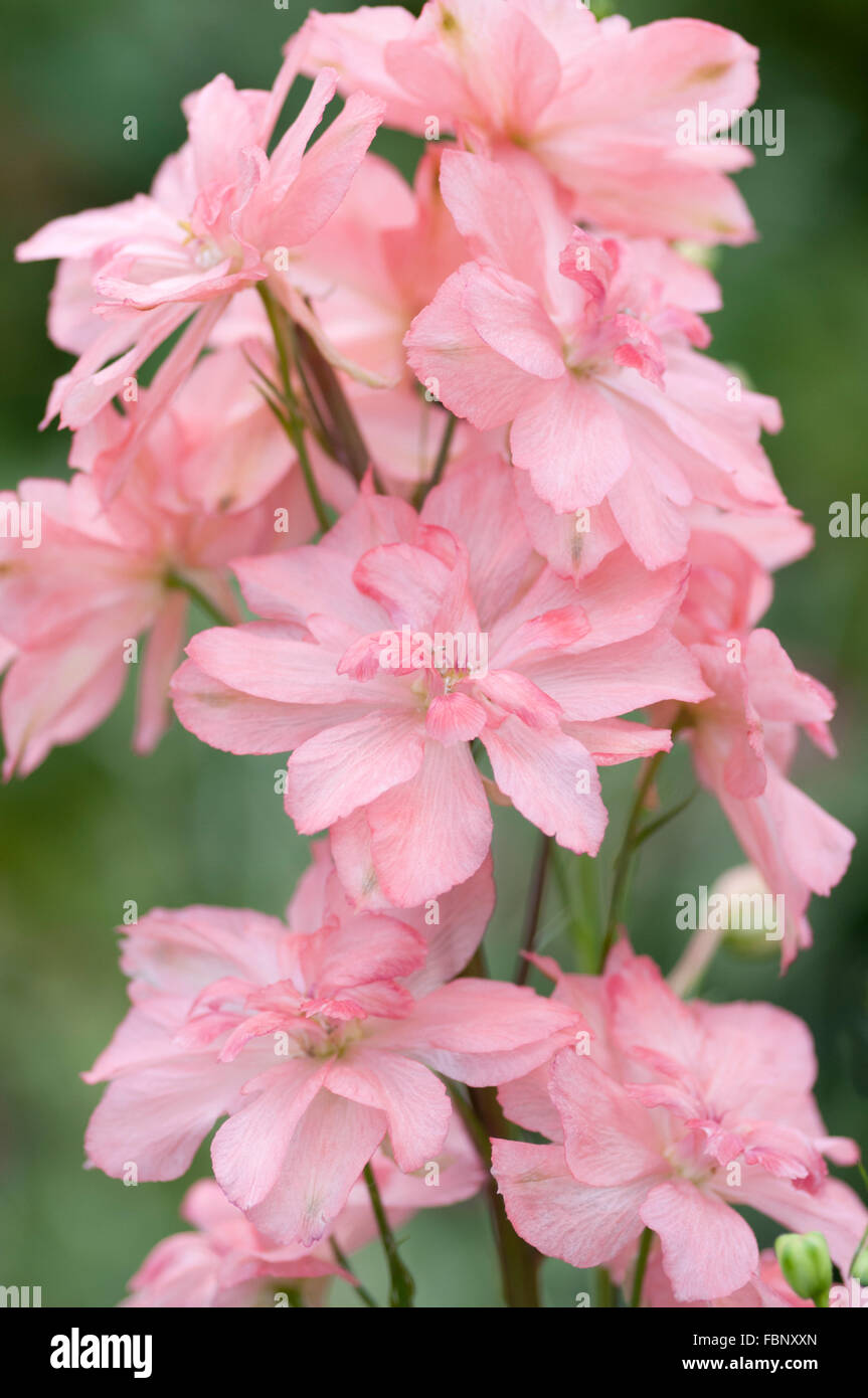 DELPHINIUM ELATUM CORAL SUNSET Stockfoto