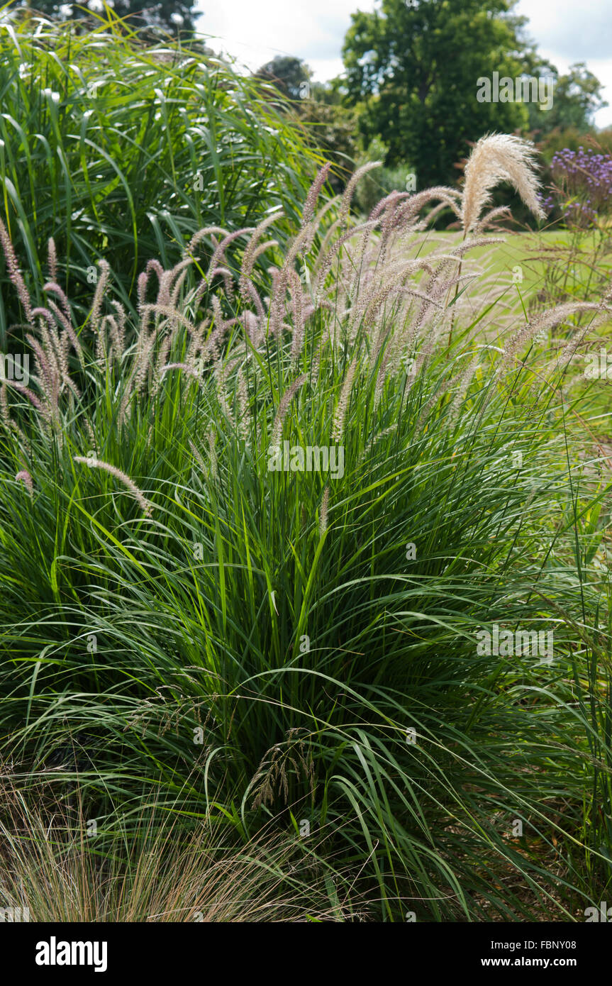 LAMPENPUTZERGRAS SETACEUM WÄCHST DAS GRAS RAHMEN AM RHS GARDEN WISLEY Stockfoto