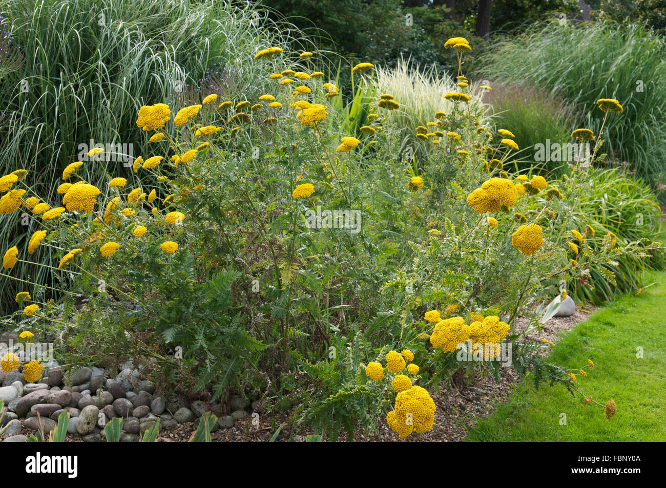 ACHILLEA FILIPENDULINA TUCH DES GOLDES Stockfoto