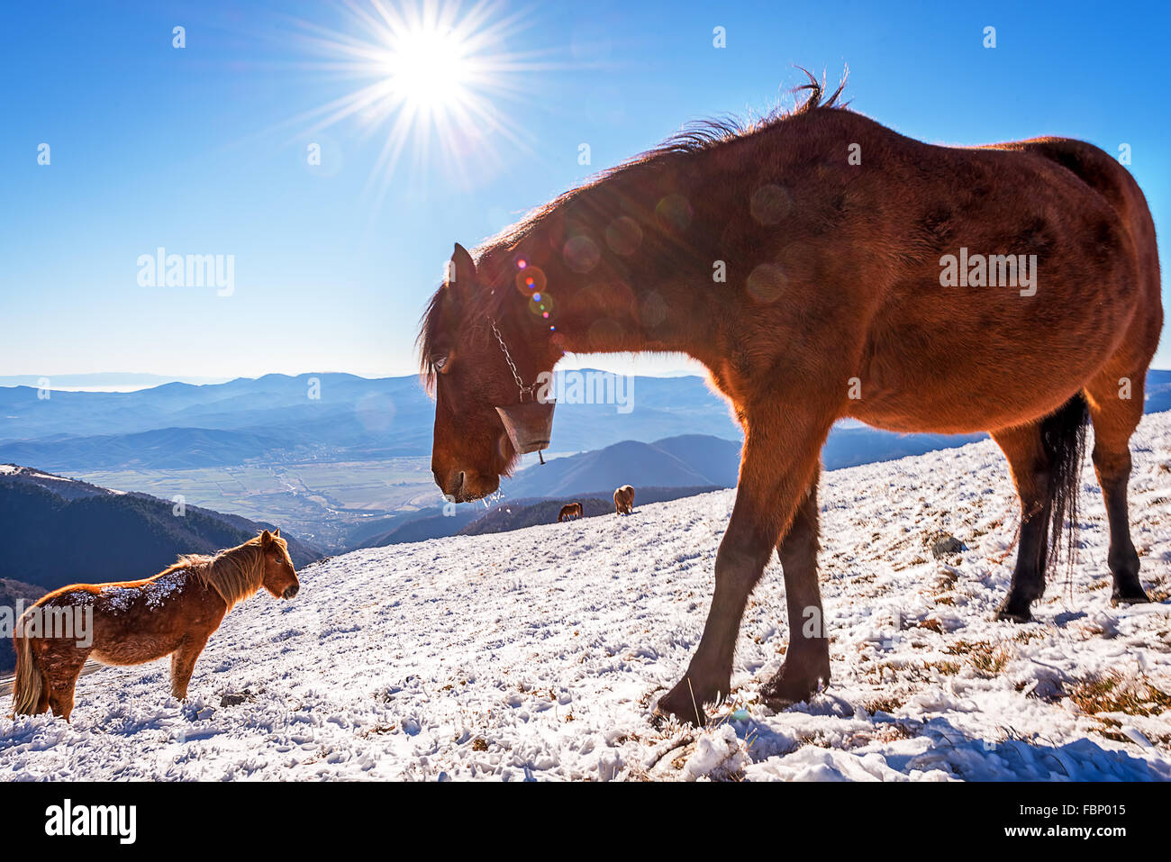 Stapel von Pferden zusammenstehen im winter Stockfoto