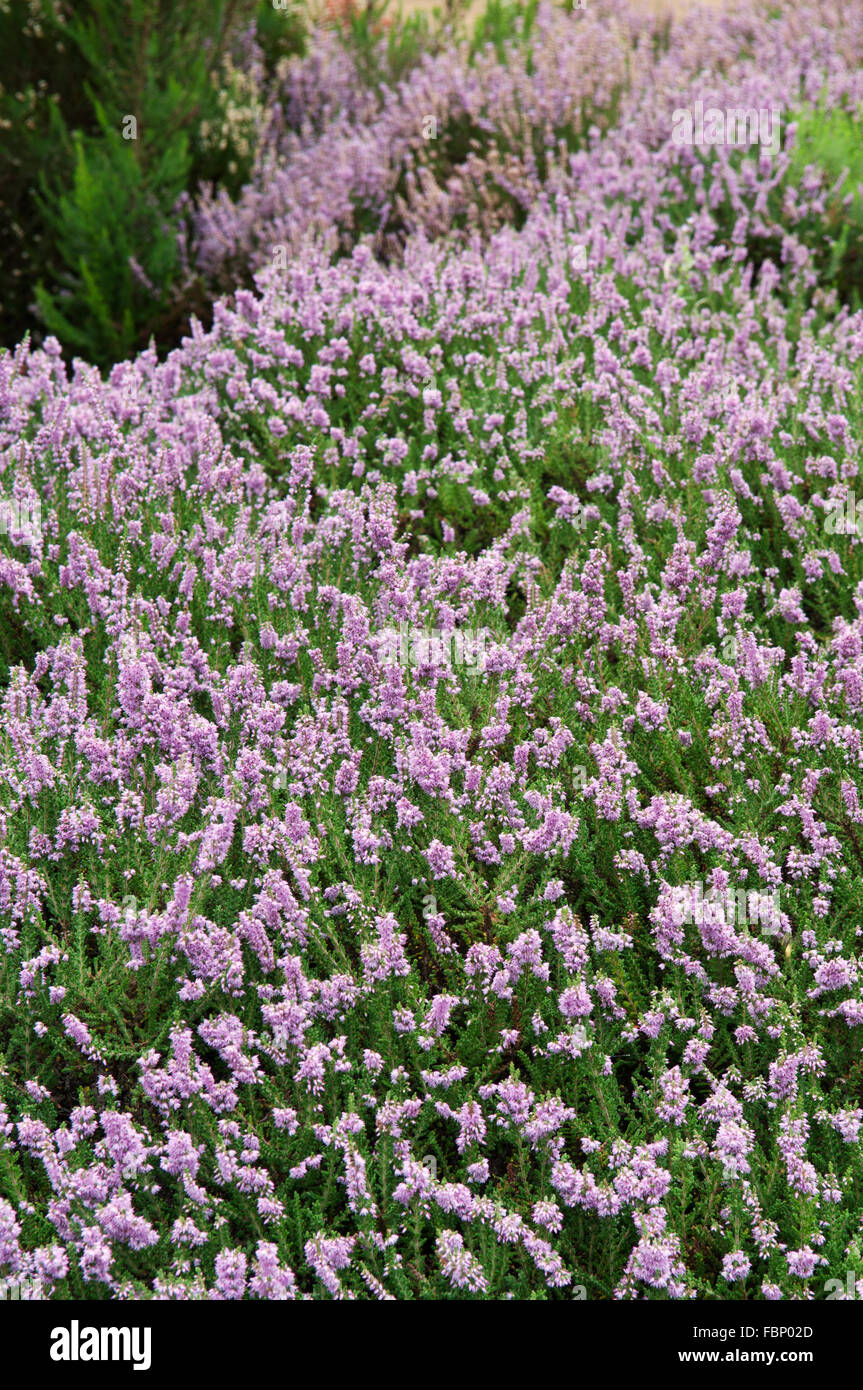 CALLUNA VULGARIS SERLEI LILA Stockfoto