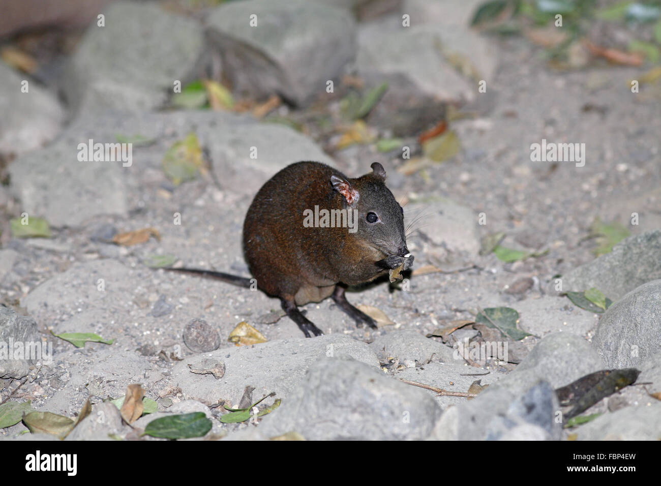 Moschus RatteKänguruh, Hypsiprymnodon Moschatus, Fütterung