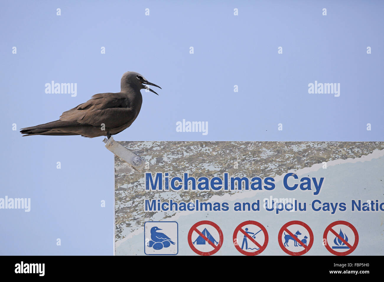 Gemeinsamen Noddy, Anous Stolidus, auf Michaelmas Cay Schild Stockfoto