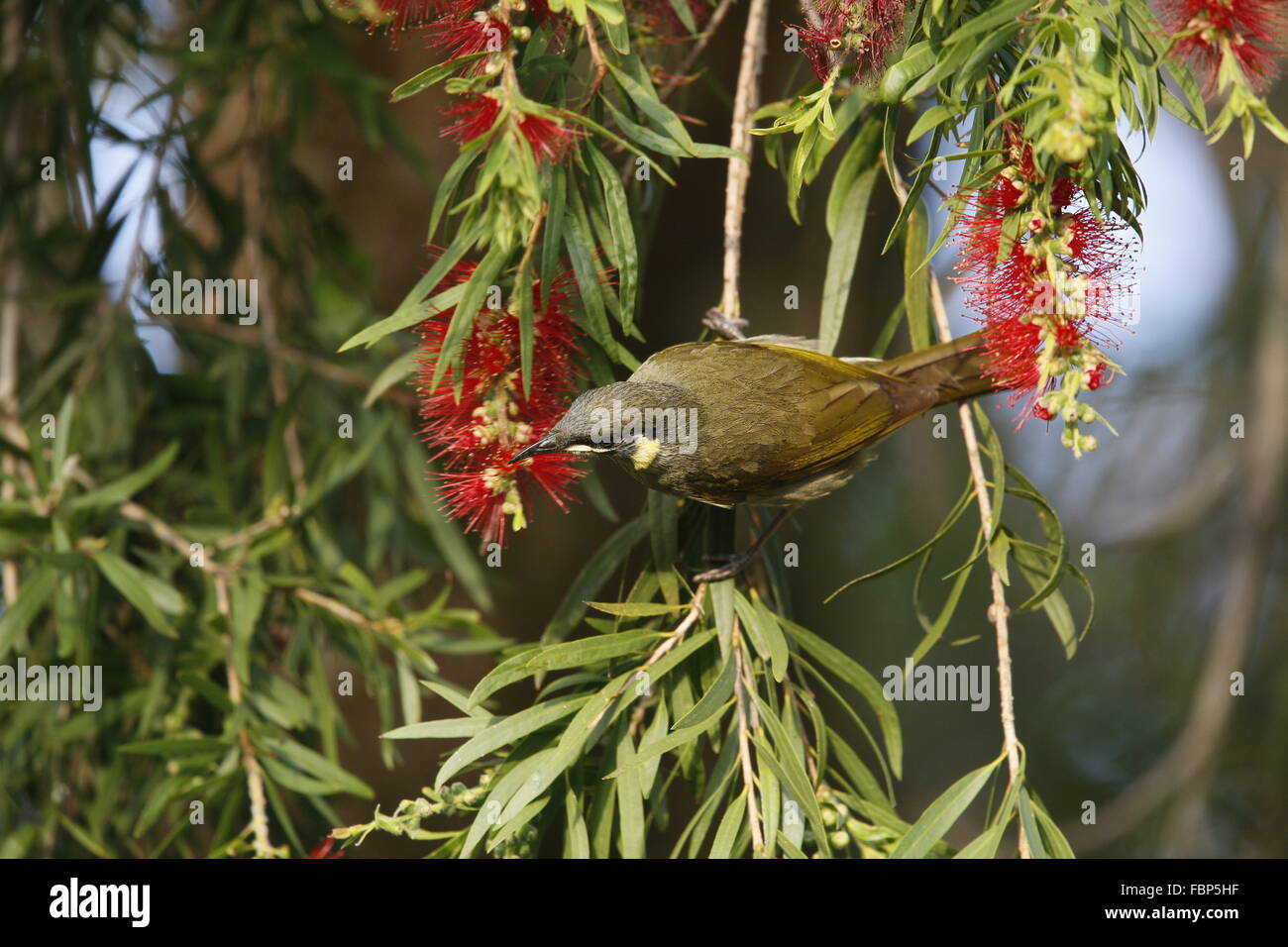 Lewins Honigfresser, Meliphaga Lewinii, Fütterung auf roten Flechtwerk Blumen Stockfoto