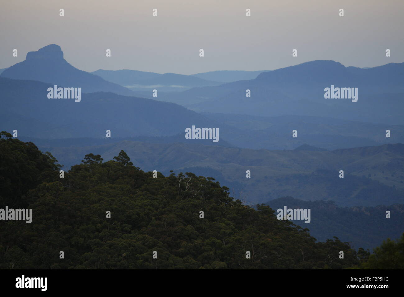 Green Mountains: Lamington National Park im Morgengrauen Stockfoto