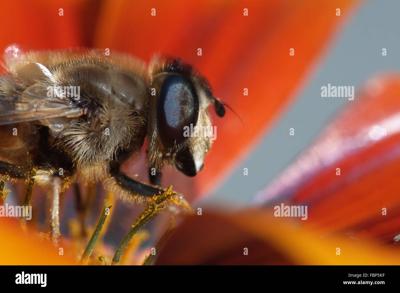 Nahaufnahme der Biene auf Blüte Stockfoto