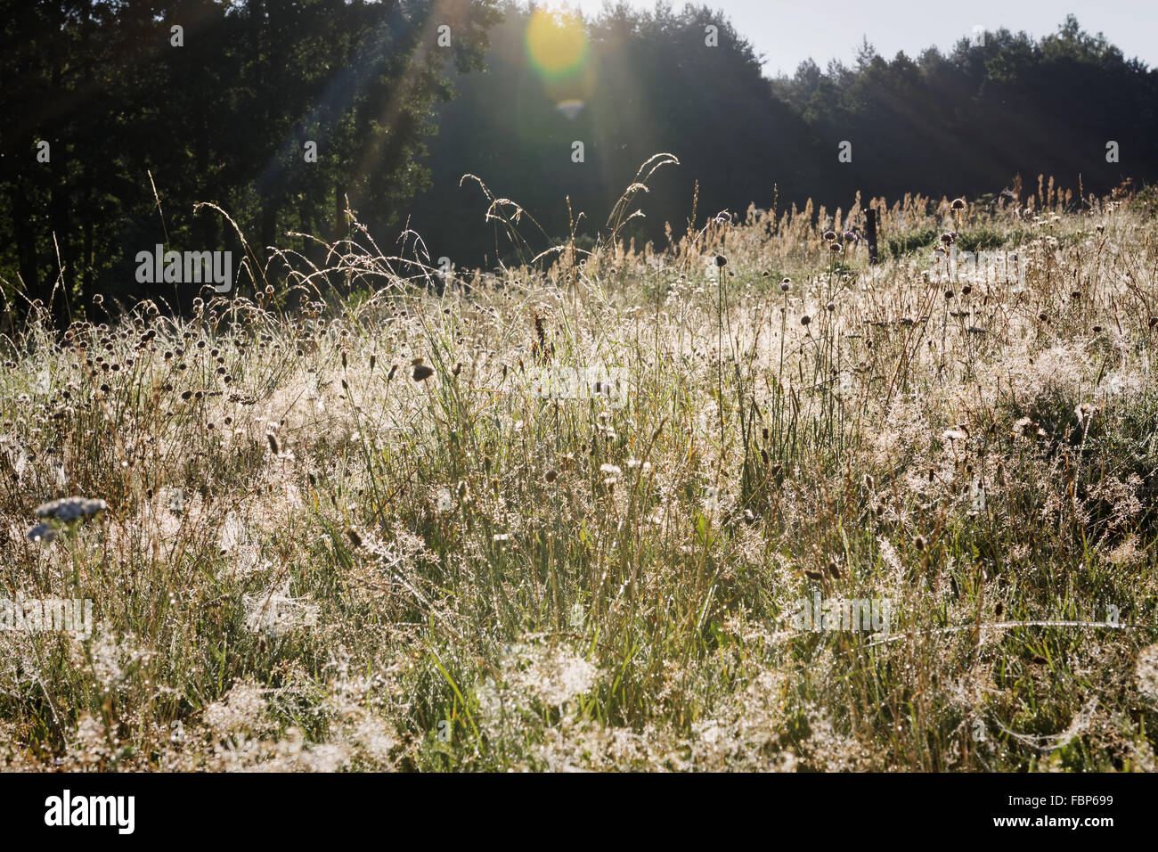 Sonnenaufgang über einen grasbewachsenen Spinne Stege Wiese, friedlichen Landschaft Landschaft im ländlichen Raum, ökologische Konzept Stockfoto