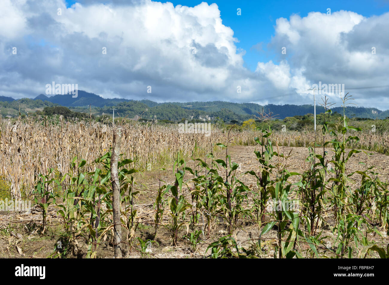 Landschaft mit trockenen Maisfeldern in der Nähe der Stadt Comitán in Chiapas, Mexiko Stockfoto