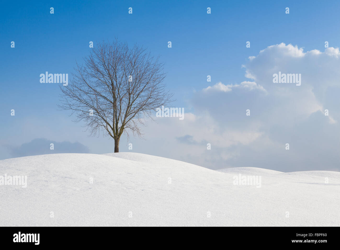 Einsamer Baum in einer Winterlandschaft unter blauem Himmel Stockfoto