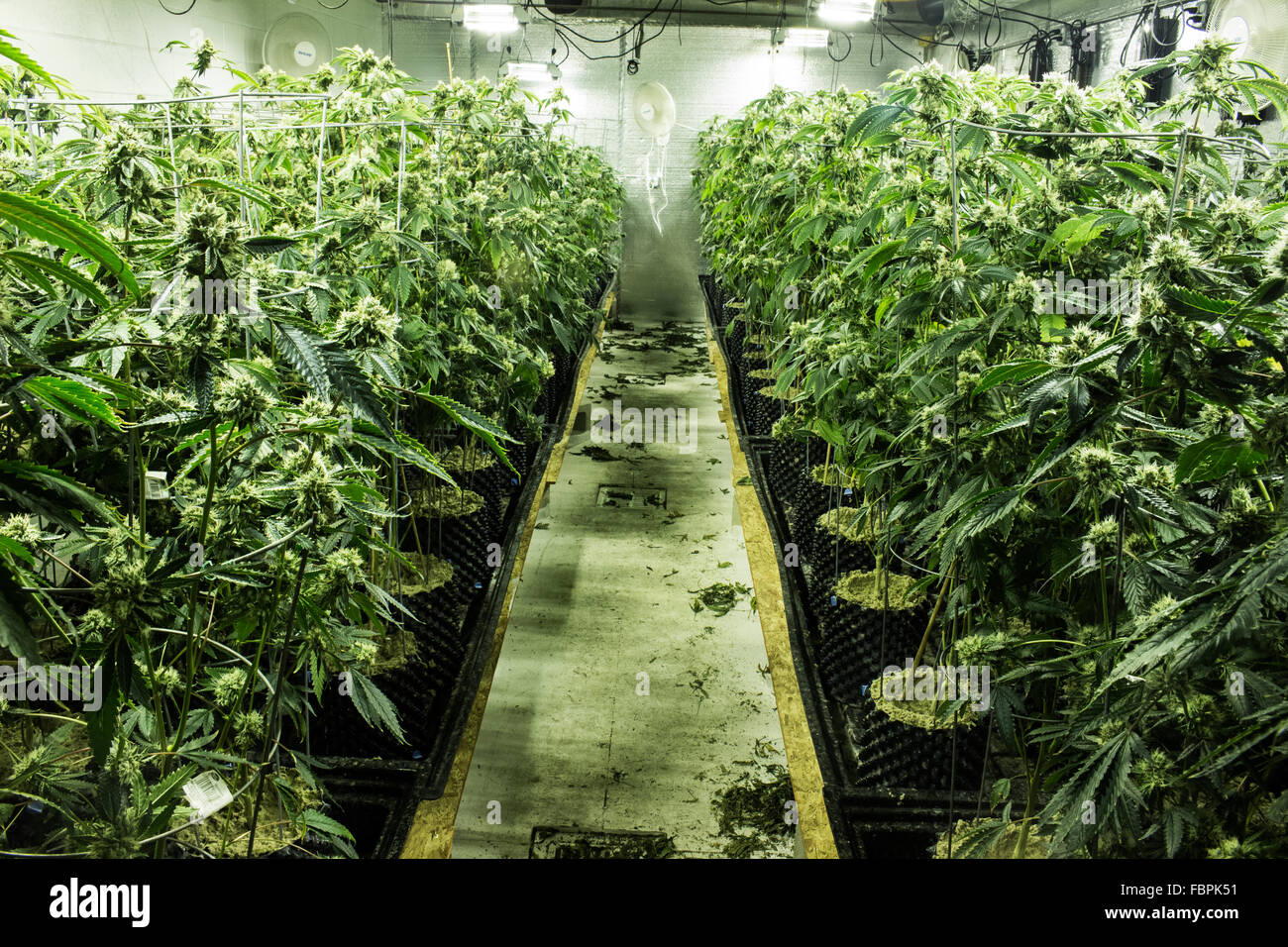Medizinisches Cannabis Marihuana wachsen Zimmer Stockfoto