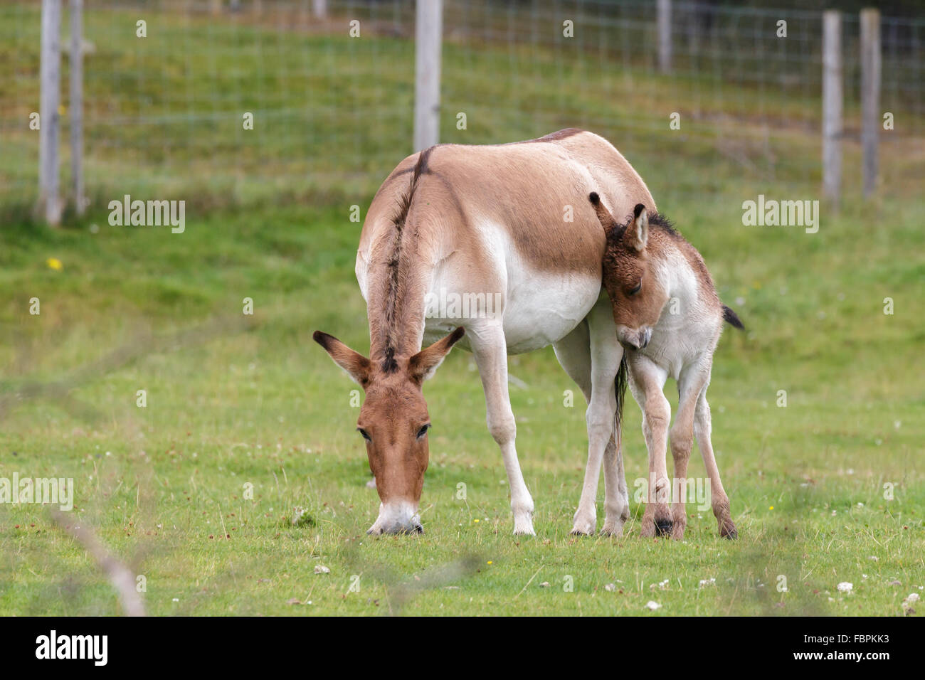 Przewalski-Pferd (Equus Ferus Przewalskii) Stockfoto
