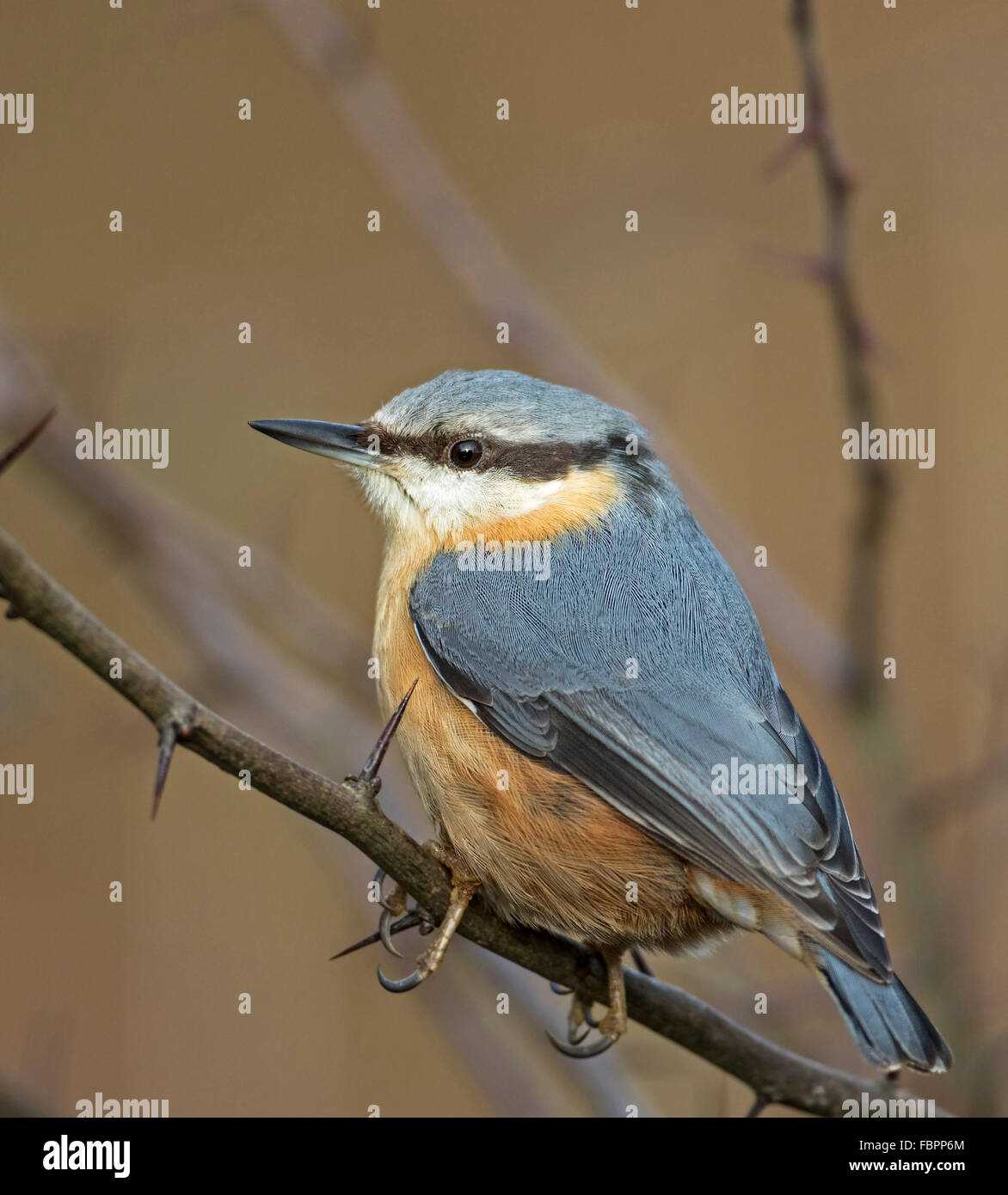 Kleiber (Sitta europaea) Stockfoto