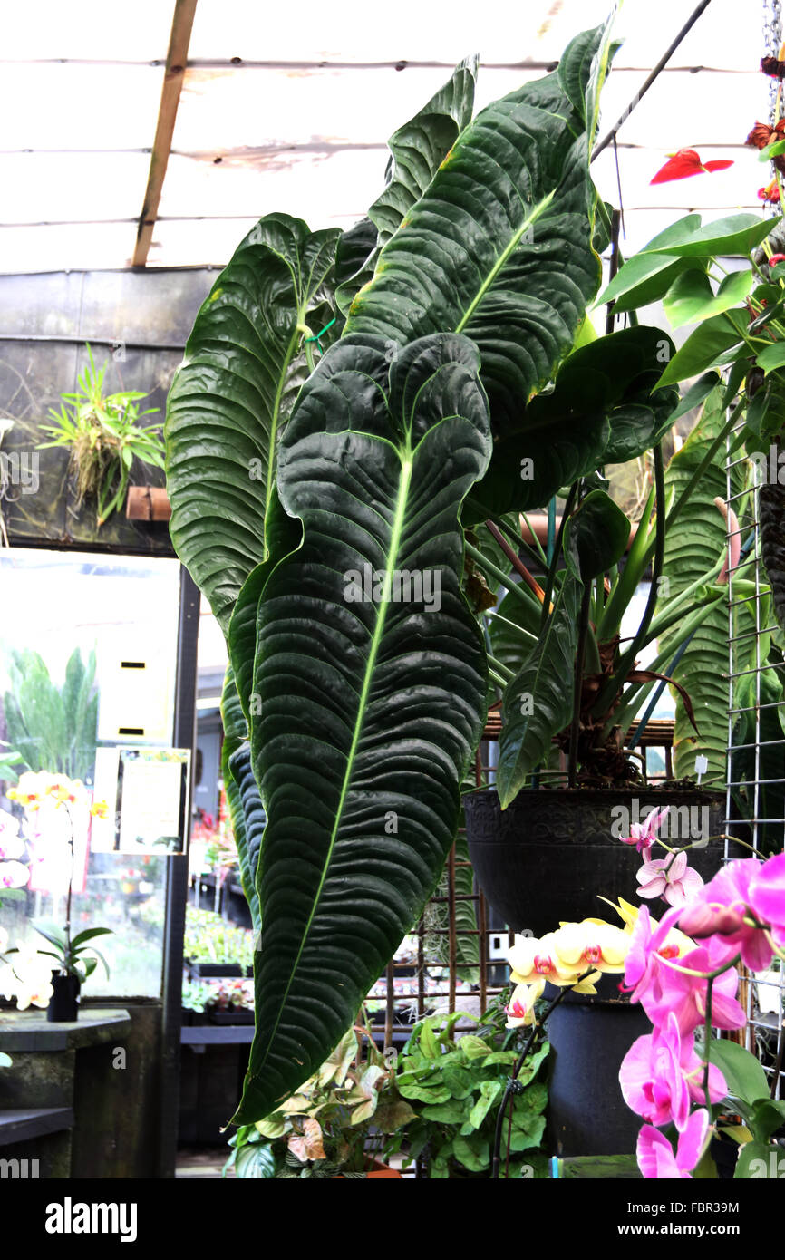 Anthurium Veitchii oder bekannt als König Anthurium Stockfoto