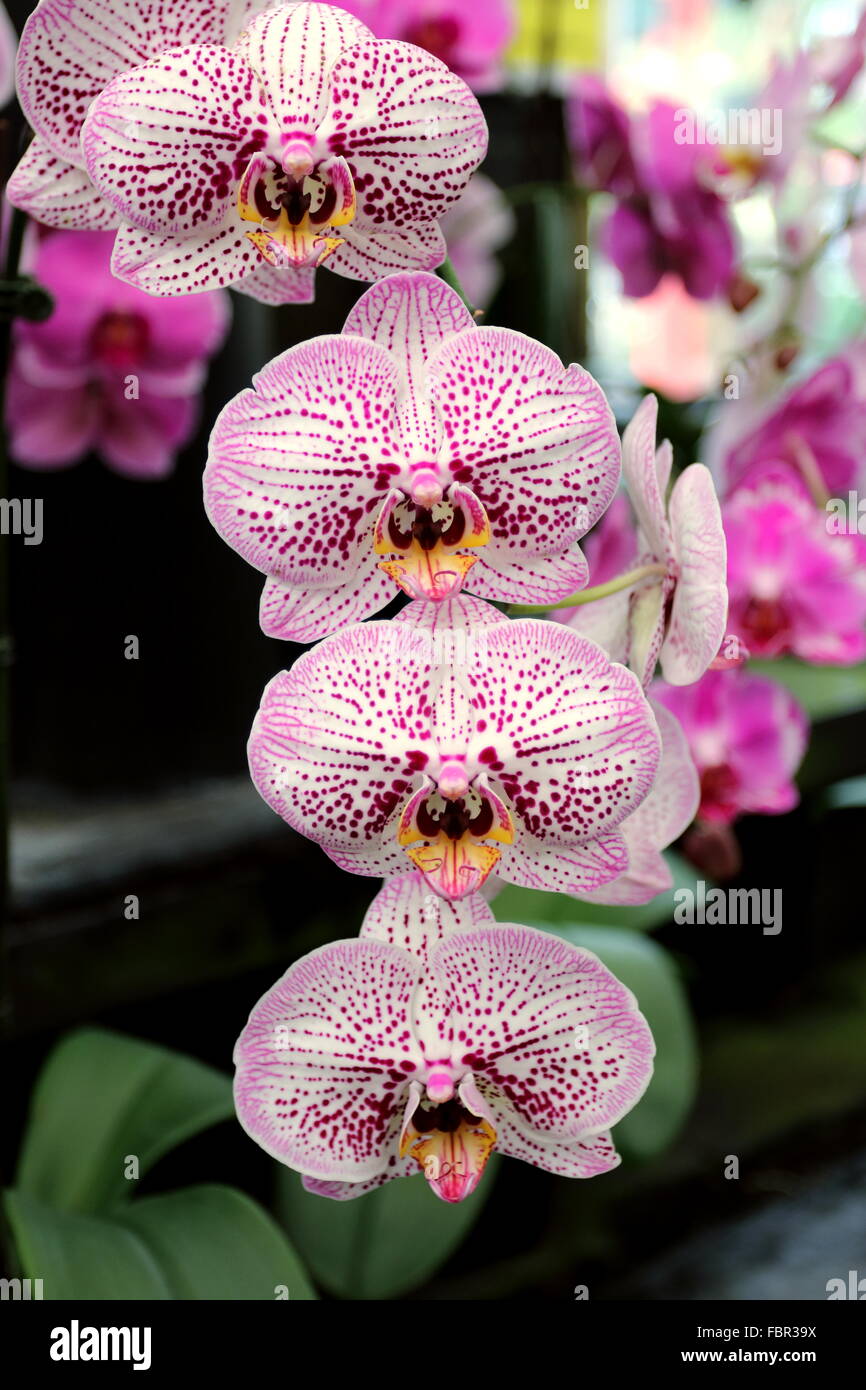 Gefleckte Phalaenopsis-Orchideen oder bekannt als Nachtfalter-Orchideen Stockfoto