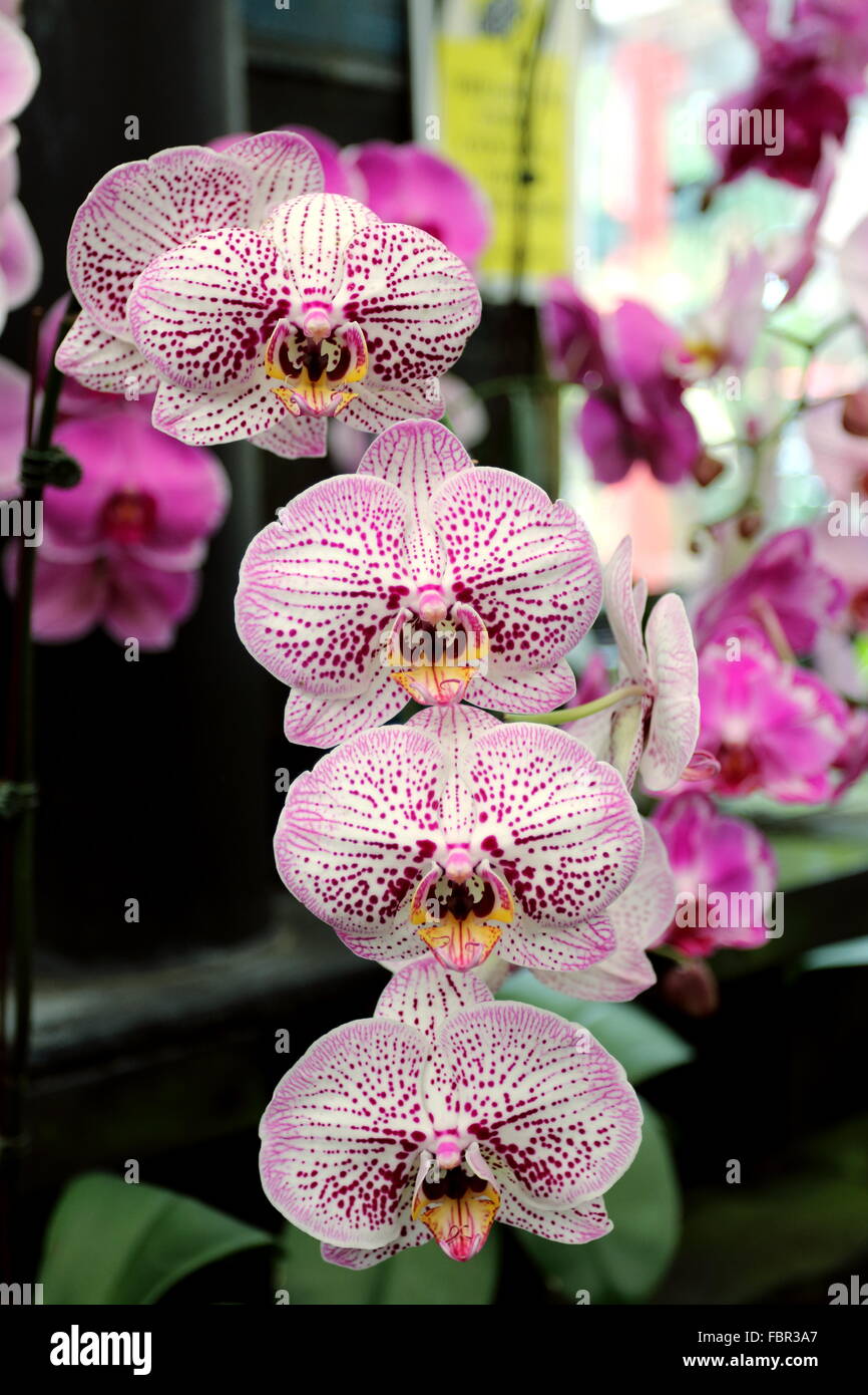 Gefleckte Phalaenopsis-Orchideen oder bekannt als Nachtfalter-Orchideen Stockfoto