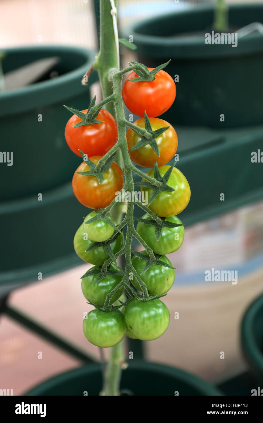 Reife hängende Hydroponic Tomaten Stockfoto