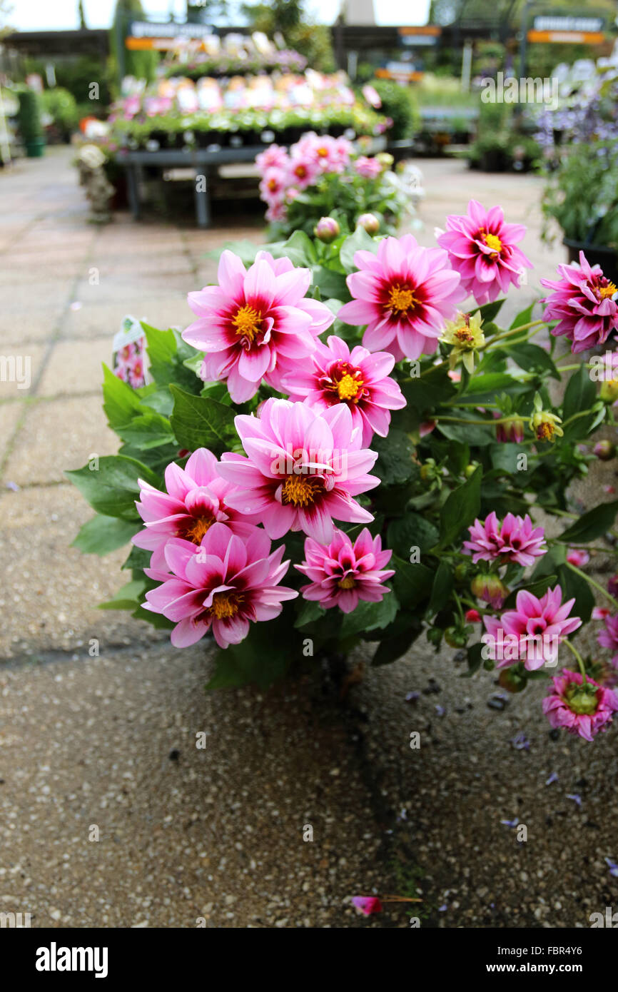 Bloooming Dahlia Dalaya Yogi Blumen Stockfoto